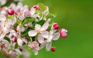 Beautiful Apple Blossoms wallpaper thumb