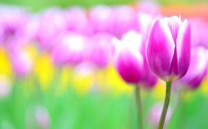 Pink flowers, tulips, blur wallpaper thumb