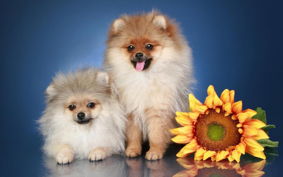 *** Dogs with flower *** wallpaper,dogs HD wallpaper,animals HD wallpaper,animal HD wallpaper,sunflowers HD wallpaper,1920x1200 wallpaper