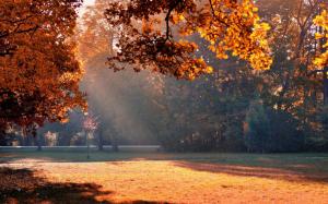 Autumn sunlight in the park wallpaper thumb