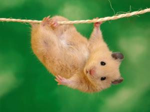 Mice climb wire wallpaper thumb
