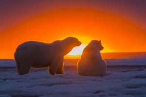 Polar bears, sunset, Antarctica wallpaper thumb