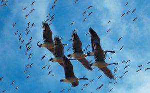 cranes migration animal Animals beautiful Bird birds blue Clouds crane Cranes grue oiseau sky wading HD wallpaper thumb