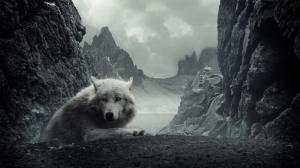 White wolf in rocky mountains wallpaper thumb