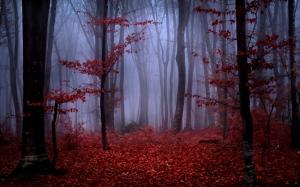 Red autumn foliage in foggy forest wallpaper thumb