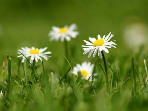 White daisy petals, grass, blurring wallpaper thumb