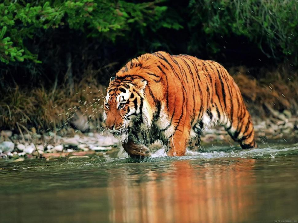 Tiger crossing a river wallpaper,animal wallpaper,tiger wallpaper,river wallpaper,water wallpaper,1600x1200 wallpaper