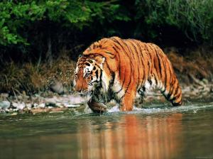 Tiger crossing a river wallpaper thumb