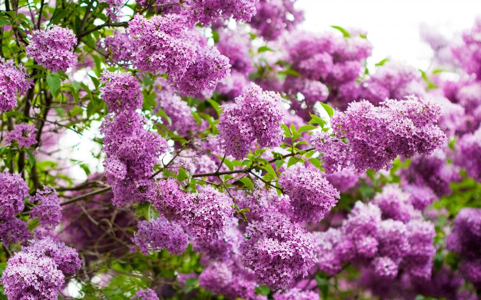 Flowers Purple HD wallpaper,nature HD wallpaper,flowers HD wallpaper,purple HD wallpaper,2560x1600 wallpaper