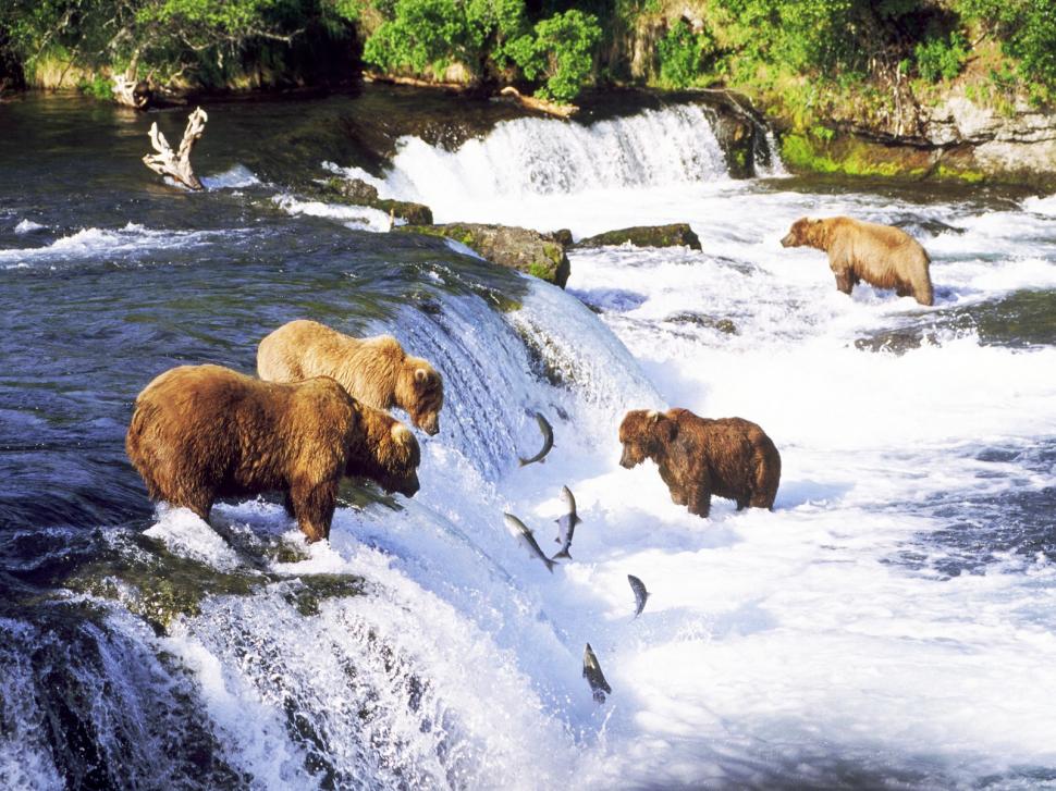Bear Grizzly Bear Fish Salmon Waterfall River HD wallpaper,animals wallpaper,river wallpaper,waterfall wallpaper,fish wallpaper,bear wallpaper,grizzly wallpaper,salmon wallpaper,1600x1200 wallpaper