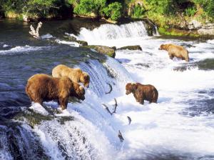 Bear Grizzly Bear Fish Salmon Waterfall River HD wallpaper thumb