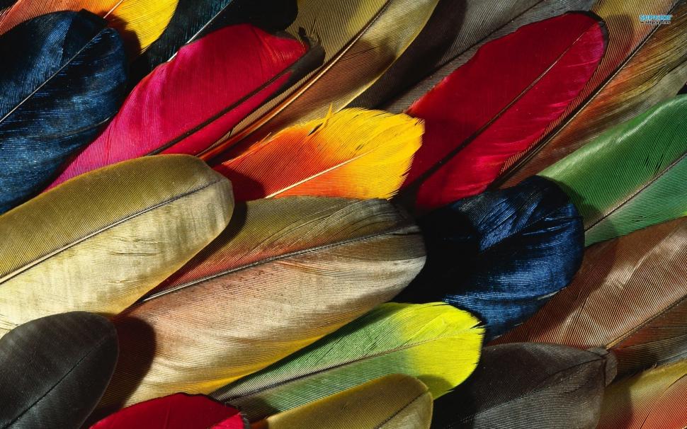 Colored Feathers wallpaper,Other HD wallpaper,1920x1200 wallpaper
