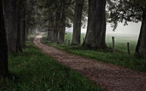 Pathway Guarded By Trees wallpaper thumb