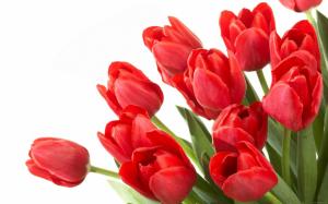 Red tulip flower clump wallpaper thumb