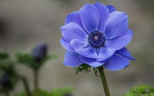 Blue flower close-up, anemone wallpaper thumb
