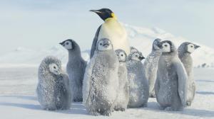 Watching Over Penguin Chicks, Antarctica wallpaper thumb
