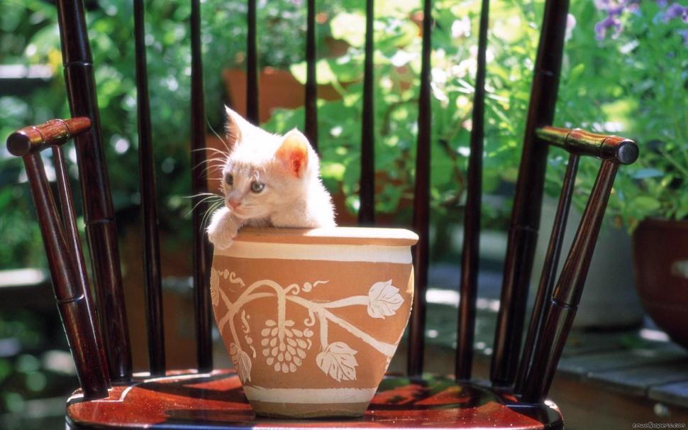 A Kitten In A Flowerpot On A Chair wallpaper,chair HD wallpaper,feline HD wallpaper,kitten HD wallpaper,flowerpot HD wallpaper,cute HD wallpaper,animals HD wallpaper,1920x1200 wallpaper