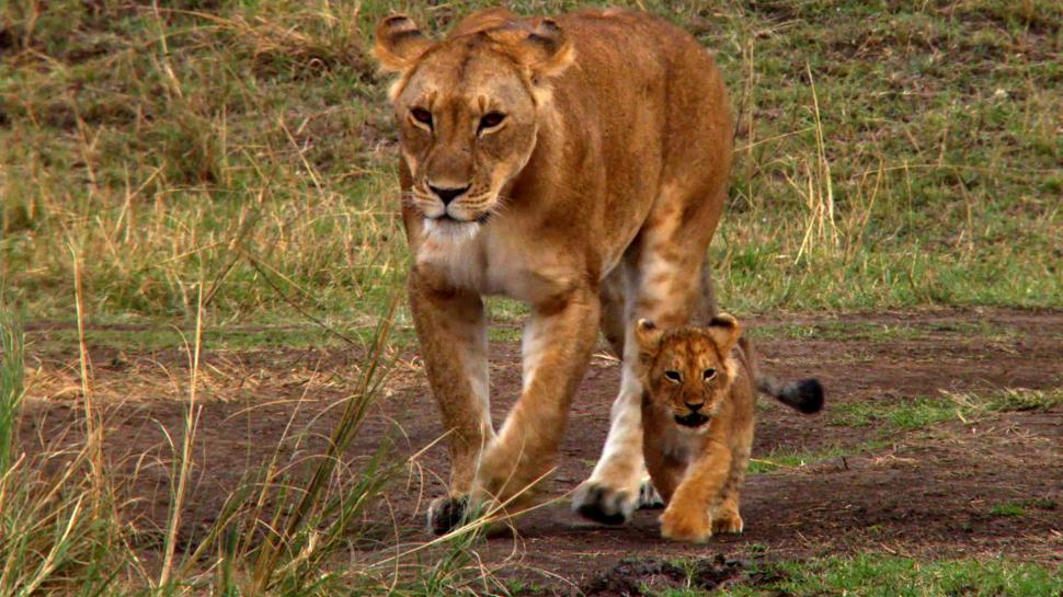 A Stroll With My Mother wallpaper,cats HD wallpaper,african HD wallpaper,lioness HD wallpaper,queen HD wallpaper,prince HD wallpaper,lion HD wallpaper,animals HD wallpaper,1920x1080 wallpaper