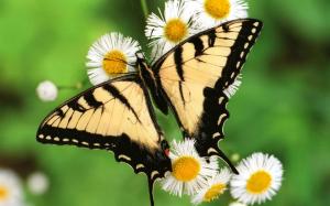 Tiger Swallowtail Butterfly wallpaper thumb