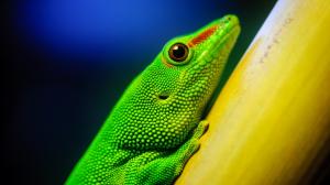 Green lizard, yellow branches, bokeh wallpaper thumb