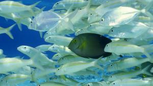Animals Fishes Tropical Underwater Ocean Sea Background Images wallpaper thumb