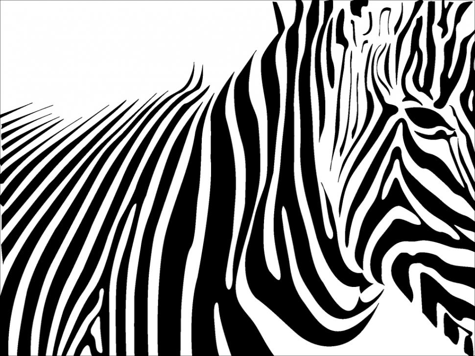Animals, Zebra, Horse, Black, White, Lines, Head, Eyes