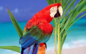 Parrot In Paradise wallpaper thumb