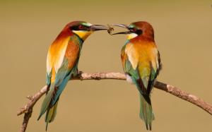 Bee-eaters wallpaper thumb