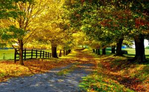 Nature autumn, yellow leaves, trees, road, fence wallpaper thumb
