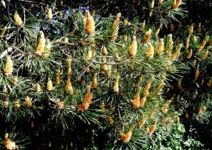 Pine In Flowers wallpaper thumb