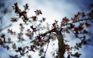 Nature, Blur, Flowers, Branch wallpaper thumb