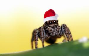 Christmas hat spider wallpaper thumb