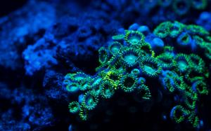Coral Blue Ocean Underwater HD wallpaper thumb