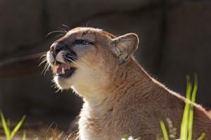 Puma, cougar, mountain lion wallpaper thumb