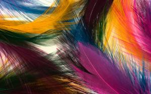 Colorful feathers wallpaper thumb