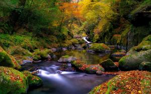 Nature, autumn forest, river, rocks, moss, leaves wallpaper thumb