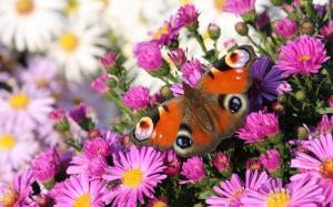 Purple flowers of the butterfly wallpaper thumb