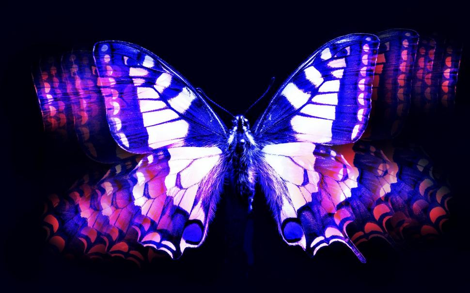 Blue Pink Butterfly wallpaper,abstract HD wallpaper,beautiful HD wallpaper,digital HD wallpaper,3d & abstract HD wallpaper,1920x1200 wallpaper