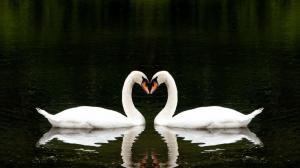 Swans Love Heart wallpaper thumb