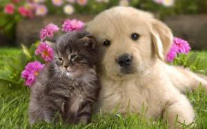 Cat and dog, puppy wallpaper thumb