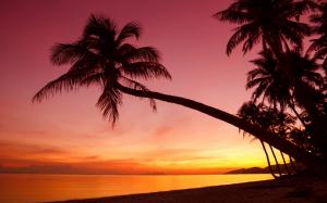 Tropical, sunset, palm trees, silhouette, beach, sea wallpaper thumb