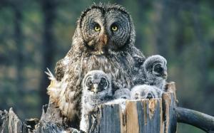Owl With Chicks wallpaper thumb