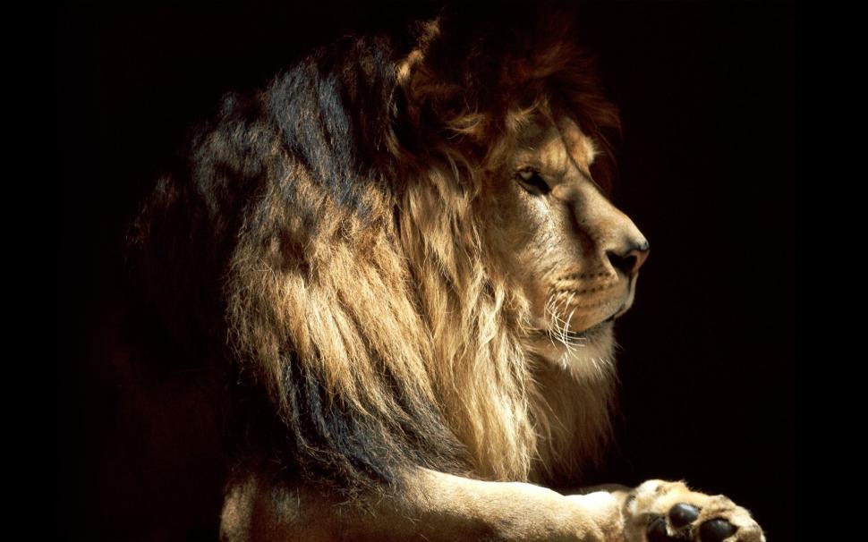 King of the Beasts wallpaper,lion HD wallpaper,1920x1200 wallpaper