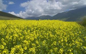 Field With Yellow Flowers wallpaper thumb