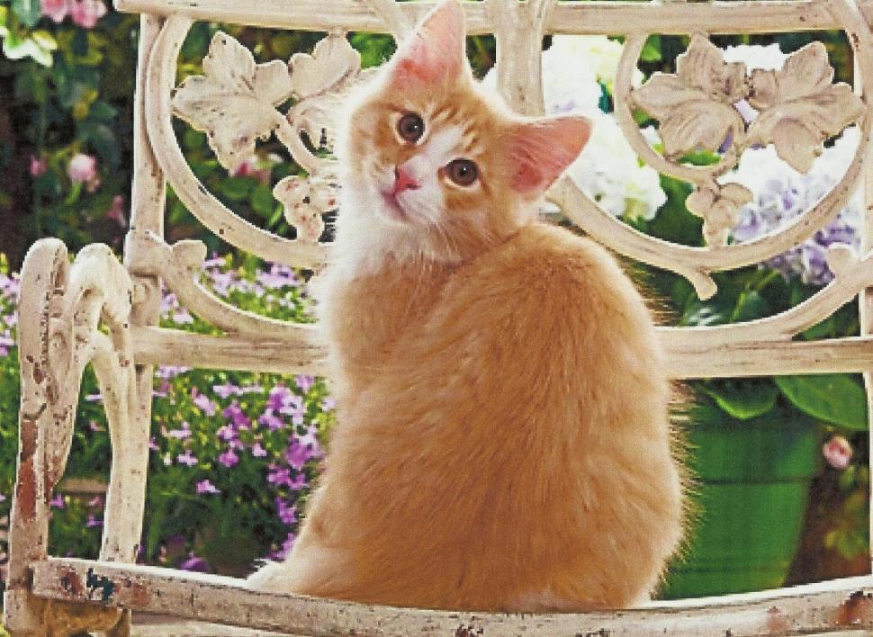 A Orange Tabby Sitting In A Wicker Chair wallpaper,feline HD wallpaper,kitten HD wallpaper,wicker chair HD wallpaper,tabby HD wallpaper,cute HD wallpaper,animals HD wallpaper,1970x1438 wallpaper