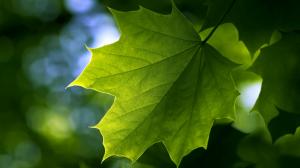 Green maple leaf close-up wallpaper thumb