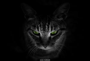 Cat, Animals, Black Background, Green Eyes wallpaper thumb