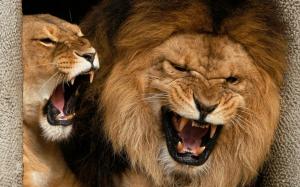 Roaring Lions wallpaper thumb