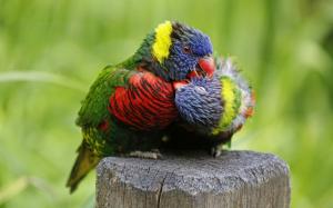 Multicolor lorikeet, parrot, birds close-up wallpaper thumb