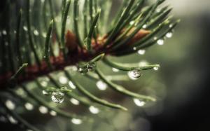 Macro Water Drops Spruce Tree wallpaper thumb